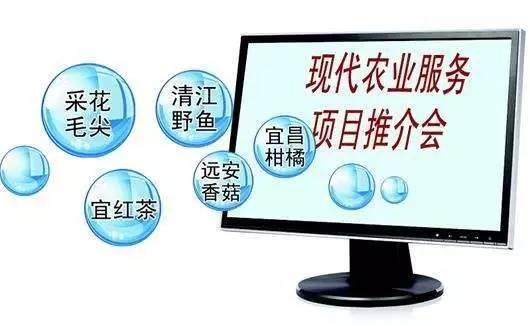 又到柑橘成熟季 湖北宜昌借力電商，破解銷售難題